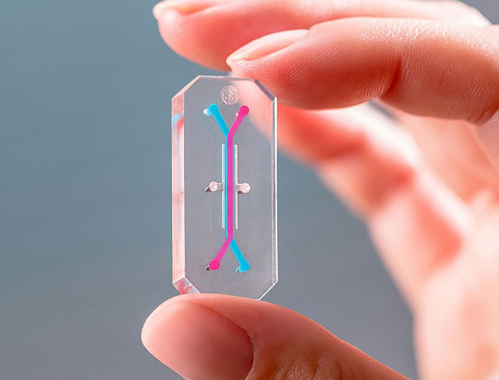 organ-chip