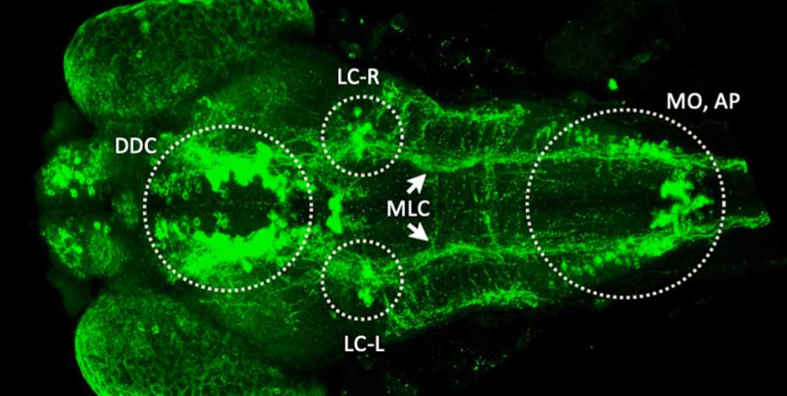 Neuroscience imaging