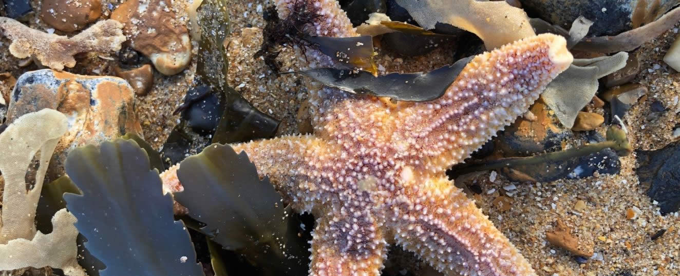 Common starfish