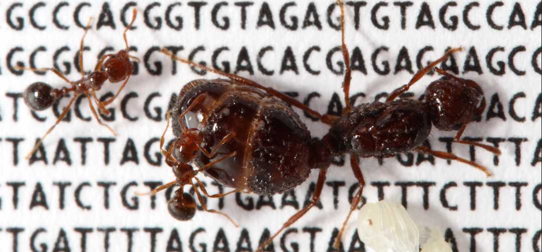 Fire ants on their genetic code