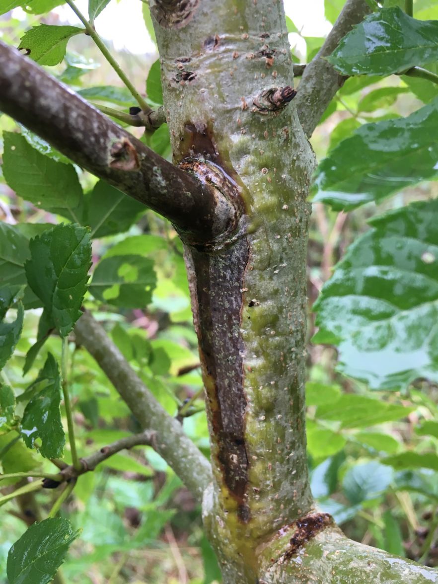 Ash Dieback