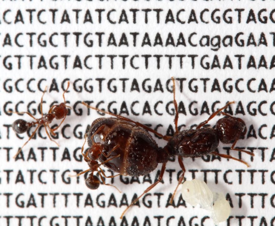 fire ants on genetic code