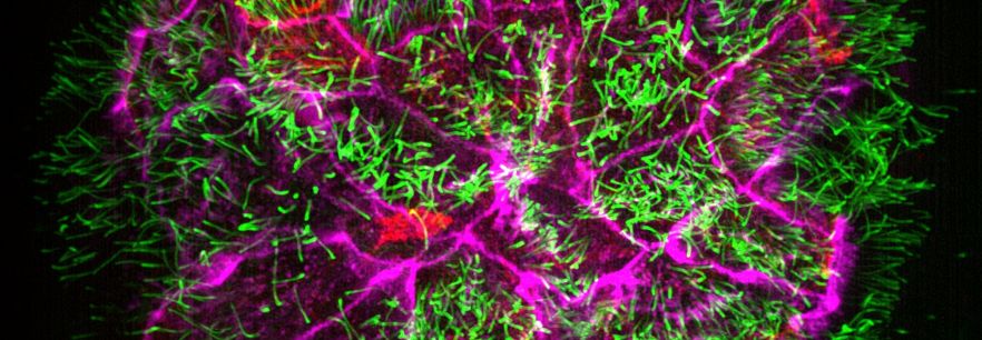 Imaging Life Across Scales