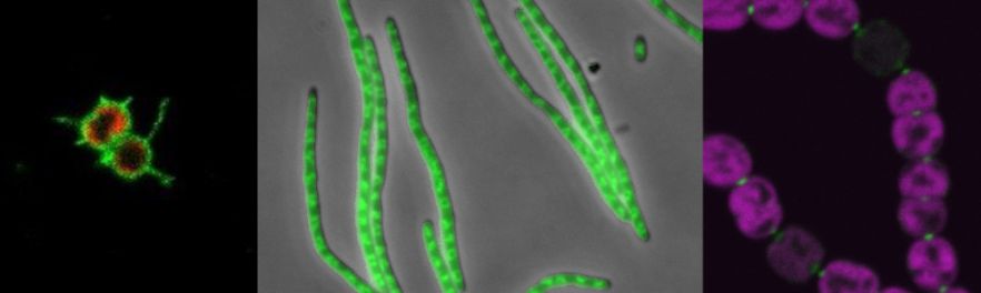 Bacteriology