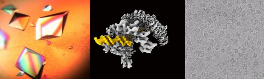 Structural Biology