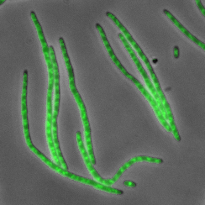 Bacteriology