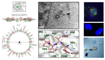 Structures involved in centrosome and centriole biology 