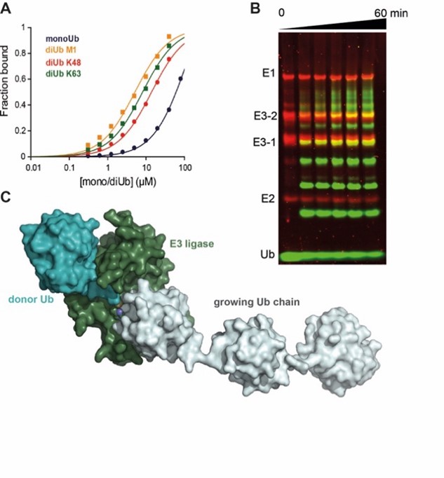 The ubiquitin system