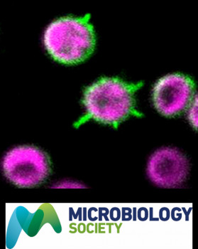 Image: Microbiology Society