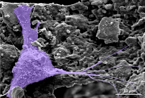 Research Image