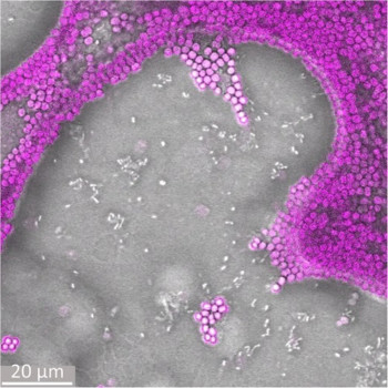 Bacteria form 'herds' to survive predators, offering fresh insight into Earth's carbon cycle