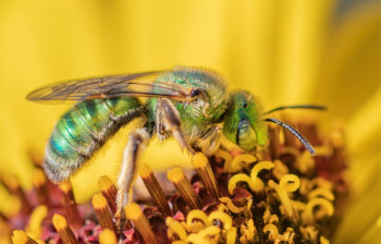 'Chameleon' bees change colour with the weather