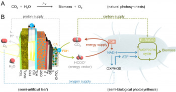 Image shows how solar power can be used to grow E Coli