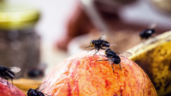 Tiny insect brain discovery offers a blueprint for faster and more efficient AI and robots Insects' lightning-fast reactions could transform the future of AI and robotics