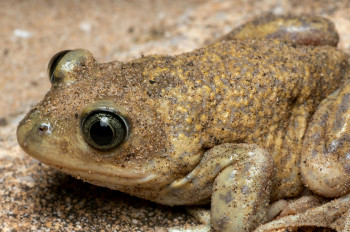 Climate change is forcing amphibians to change their diet – but they can only adapt so far