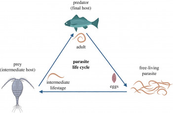 New study reveals how parasites shape complex food webs food web