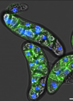 Alex de Mendoza is awarded an ERC consolidator