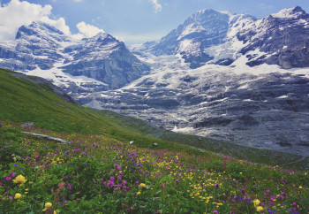 A meadow in the Swiss Alps displaying a rich ecological community of flowers. Photo: Ian McFadden