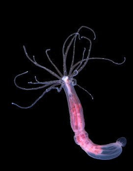 Epigenetic changes can be inherited without changing DNA in animals