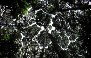 Degraded rainforests still hold significant value, new study shows