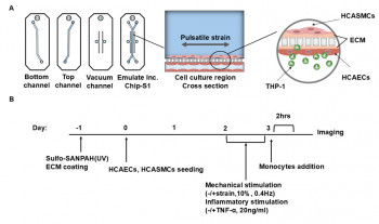 PhD student Yu Hu passes her PhD on organ-chip models of cardiovascular disease