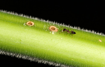 Wasps move in on ant&ndash;plant partnership, disrupting a 10‑million‑year mutualism