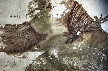 Prehistoric cave painting of two Sulawesi warty pigs from Leang Tedongnge Cave, Sulawesi, Indonesia. Dated to at least 45,000 years old, making it one of the oldest known cave art in the world and demonstrates the long-standing relationship between pigs a