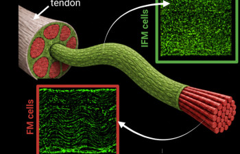 Scientists are one step closer to healing tendon disease in people and animals