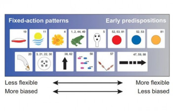 Unsupervised strategies for naive animals: New model of adaptive decision making inspired by baby chicks, turtles and insects