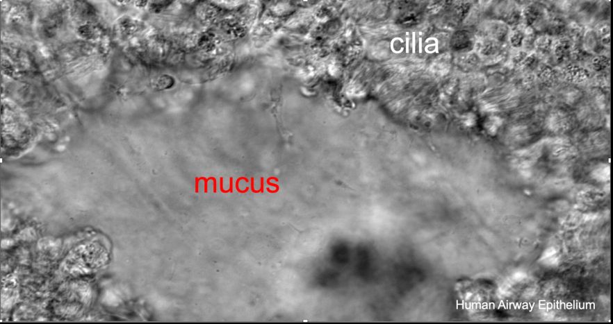 In vitro airway