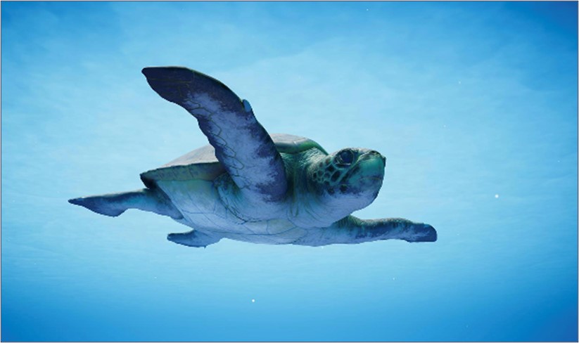 turtle