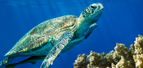 Image of a turtle